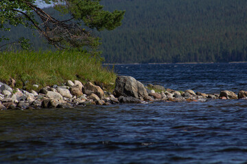 The coastline of the White Sea, in summer, in July, in the Murmansk region, in the north.Tourism, deserted place of rest
