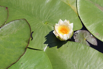 white flower of Nymphaea alba. water lily among green leaves