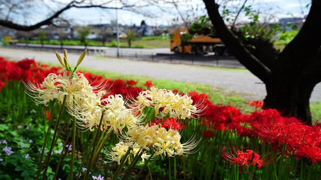 Red and white spider lilies&nbsp;(Lycoris radiata) at Satte's&nbsp;Gongendo park