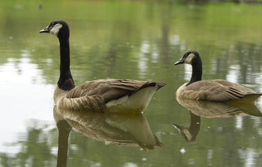 A couple of Canada geese in the pond, a lovely pair of geese, reflections in the water