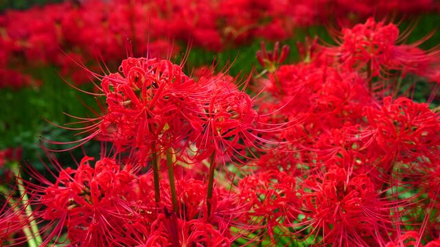 Red spider lilies&nbsp;(Lycoris radiata) at Satte's&nbsp;Gongendo park