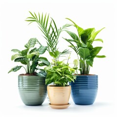 Obraz premium Potted plants art adds a vibrant, nature-inspired touch to modern interiors, enhancing serenity and elegance.