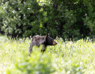 Black Bear Eating Flowers