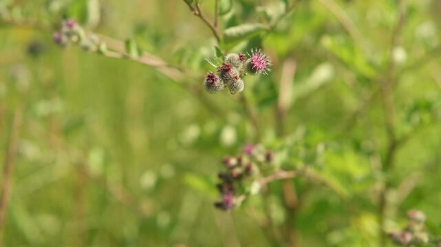 Blooming medical plant burdock. The burdock flowers sway in the wind. Thorn of Agrimony with pink flowers. 