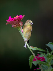 goldfinch eating zinnia flower