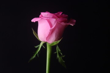 Rose Flower With Side Leaves In The Dark Background