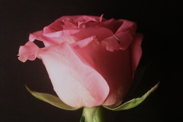 Pink Rose Flower In The Black Background