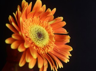 Fresh Orange Barberton Daisy Flower In The Dark Background