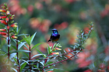 The variable sunbird or yellow-bellied sunbird (Cinnyris or Nectarinia venustus) in Nyungwe National Park, Rwanda