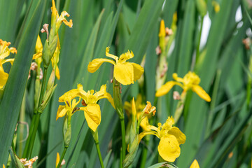 Yellow flag irises (iris pseudacorus) in bloom