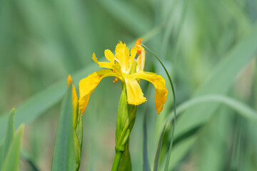 Close up of a yellow flag iris (iris pseudacorus) in bloom