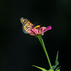 monarch butterfly on red flower