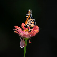 monarch butterfly on orange flower