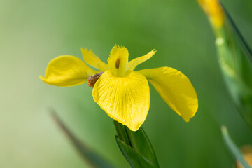 Close up of a yellow flag iris (iris pseudacorus) in bloom