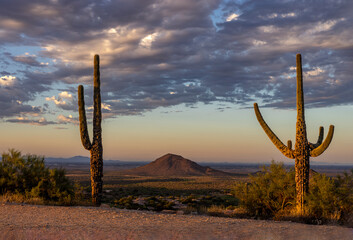 Two Saguaro Cactus On A Hill Arizona Early Morning Time 