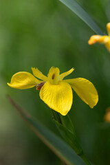 Obraz premium Close up of a yellow flag iris (iris pseudacorus) in bloom