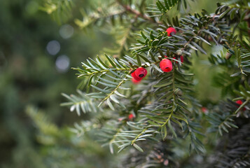 Seed coat and seeds of the yew tree macro shot