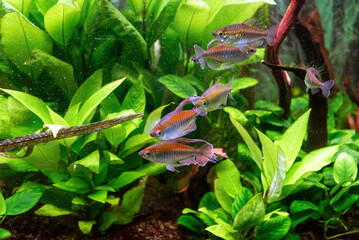 Tetra Congo fish in an aquarium.