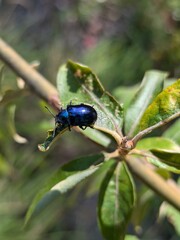 Cobalt Milkweed Beetle
