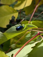 Cobalt Milkweed Beetle