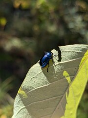 Cobalt Milkweed Beetle