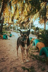Cachorro na praia