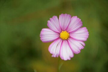 Obraz premium pink cosmos flower