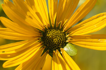 Close-up overhead view of the Cup Plant, lit by the early morning August light, within the Pike Lake Unit, Kettle Moraine State Forest, Hartford, Wisconsin.