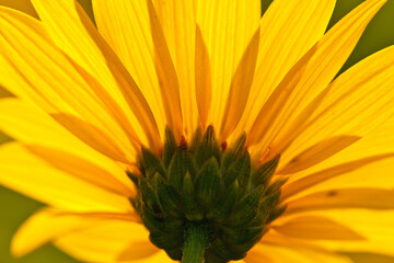 Back view of the Cup Plant, as it looks toward the August morning sunshine, within the Pike Lake Unit, Kettle Moraine State Forest, Hartford, Wisconsin