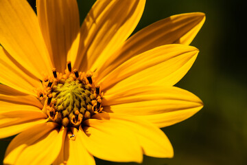 Overhead view of Woodland Sunflower in the mid-August summer afternoon