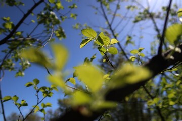 Ramas con hojas verdes bajo la luz del sol