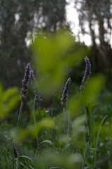 Planta de lavanda en entorno natural