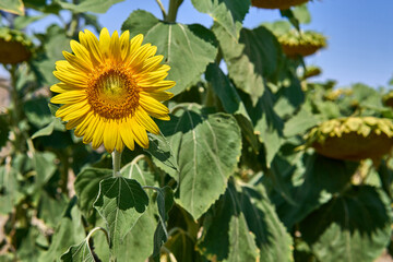 Sunflower in a sunny agricultural field under a clear sky