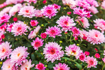 Fototapeta premium Close-up view of bushy pink chrysanthemums on sunny summer day.