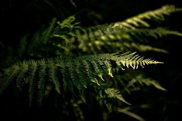 Fern, scientific name Nephrolepis cordifolia. Midsummer Day background.