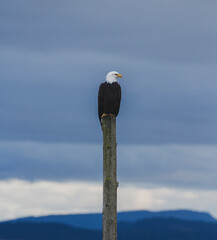 Bald Eagle perched on top a wooden poll against a background of mountains.
