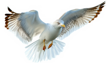seagull in flight