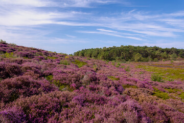 Landscape of purple flowers on the dunes, Flowering Calluna vulgaris (Heide, Heather or Ling) The sole species in the genus Calluna in the family of Ericaceae, Schoorl dune, Noord Holland, Netherlands