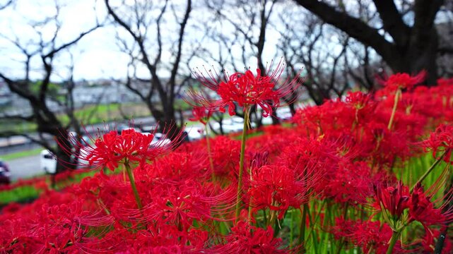 Red spider lilies&nbsp;(Lycoris radiata) at Satte's&nbsp;Gongendo park