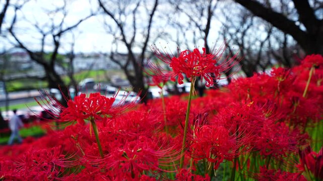 Red spider lilies&nbsp;(Lycoris radiata) at Satte's&nbsp;Gongendo park