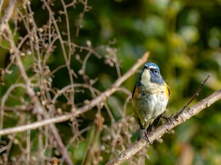 Fototapeta premium ハゼの実を食べに来たルリビタキの雄