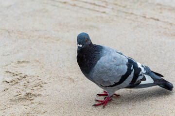 A dove on the sand of a beach in a coastal town, dove landed on the sand.