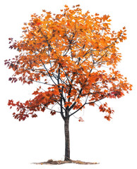 PNG Vibrant autumn tree with leaves