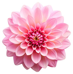 Fototapeta premium PNG Vibrant pink dahlia flower