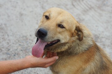 a human hand strokes one beautiful kind big stray red dog with a black muzzle and drooping ears and...
