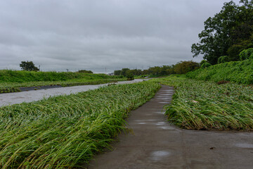 茶色く濁った水害増水した河川