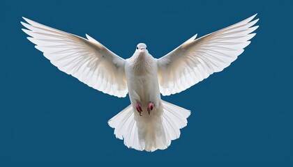 white dove flying