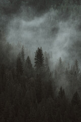 fog in the forest © Taylor