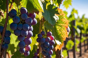 Fototapeta premium The blue grapes ripen in the fields in the sunlight.