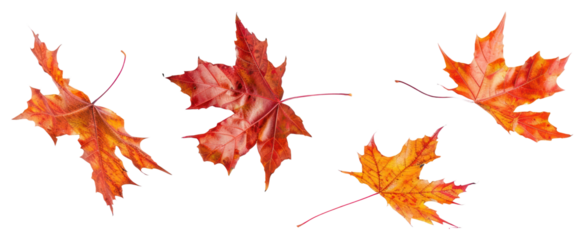 PNG Colorful autumn maple leaves isolated